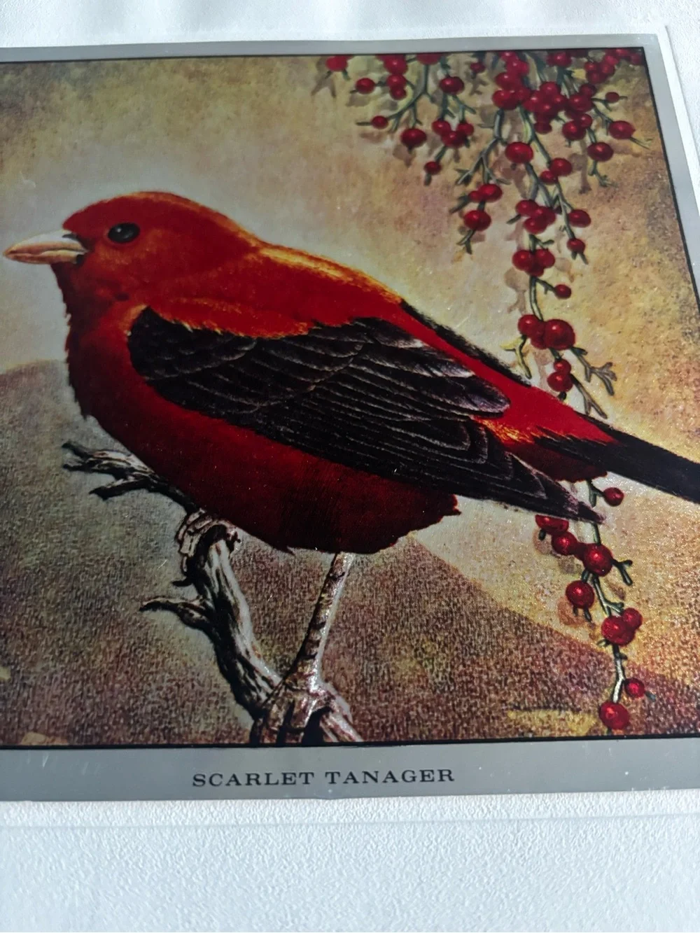 Set of 4 Metallic Prints of Birds Mounted on Backing - 7